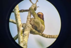 Лучшая экскурсия по Ареналу на ленивце: Уникальный опыт общения с дикой природой