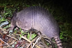 Armadillo Night Walk in Monteverde - Costa Rica