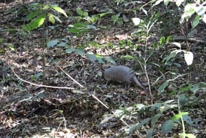 Armadillo Night Walk in Monteverde - Costa Rica