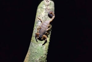 Armadillo Night Walk in Monteverde - Costa Rica