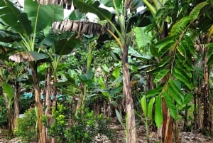 Aula de culinária autêntica da Costa Rica + experiência de caminhada noturna