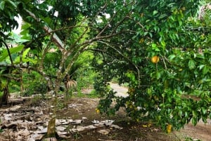 Aula de culinária autêntica da Costa Rica + experiência de caminhada noturna