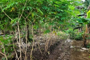 Aula de culinária autêntica da Costa Rica + experiência de caminhada noturna