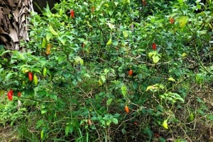 Aula de culinária autêntica da Costa Rica + experiência de caminhada noturna
