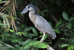 Barigona Beach: Baronaona: Ratsastus, piknik ja uinti.