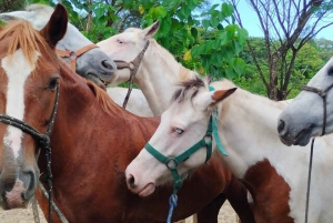 Barigona Beach: Baronaona: Ratsastus, piknik ja uinti.
