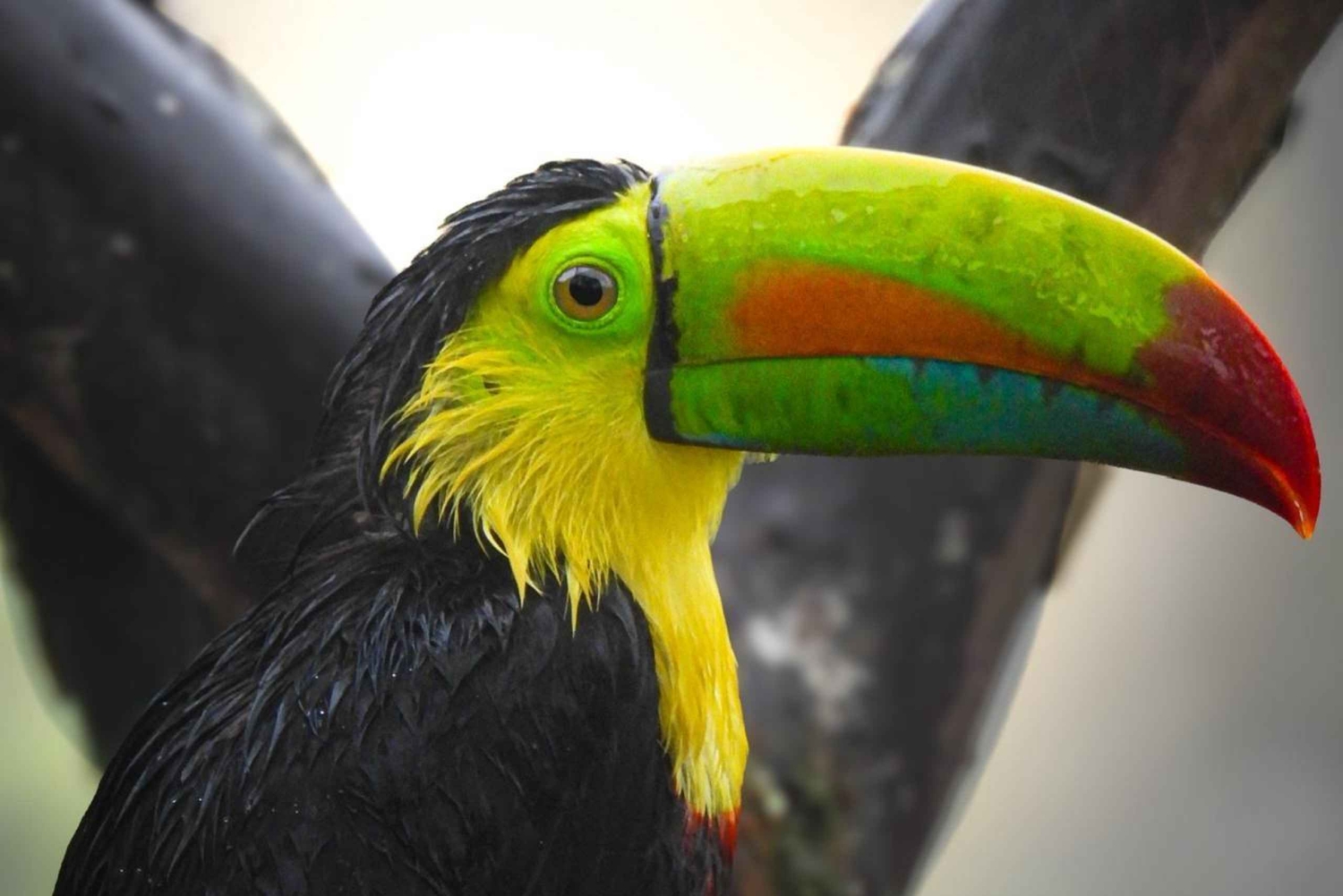 Bijagua: Birdwatching and Photography Tour