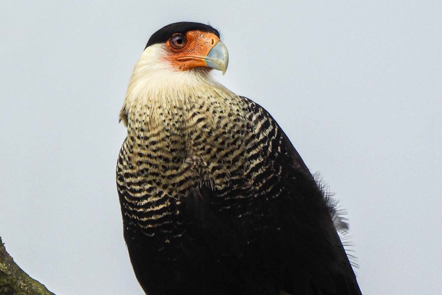 Bijagua: Birdwatching and Photography Tour