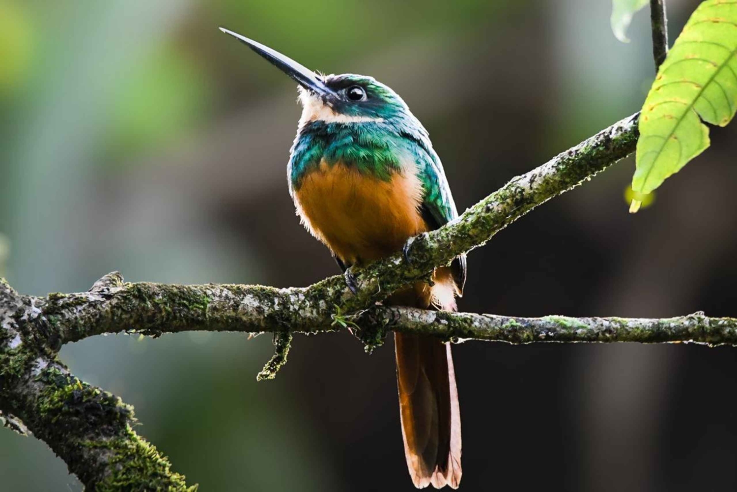 Bijagua: Birdwatching and Photography Tour