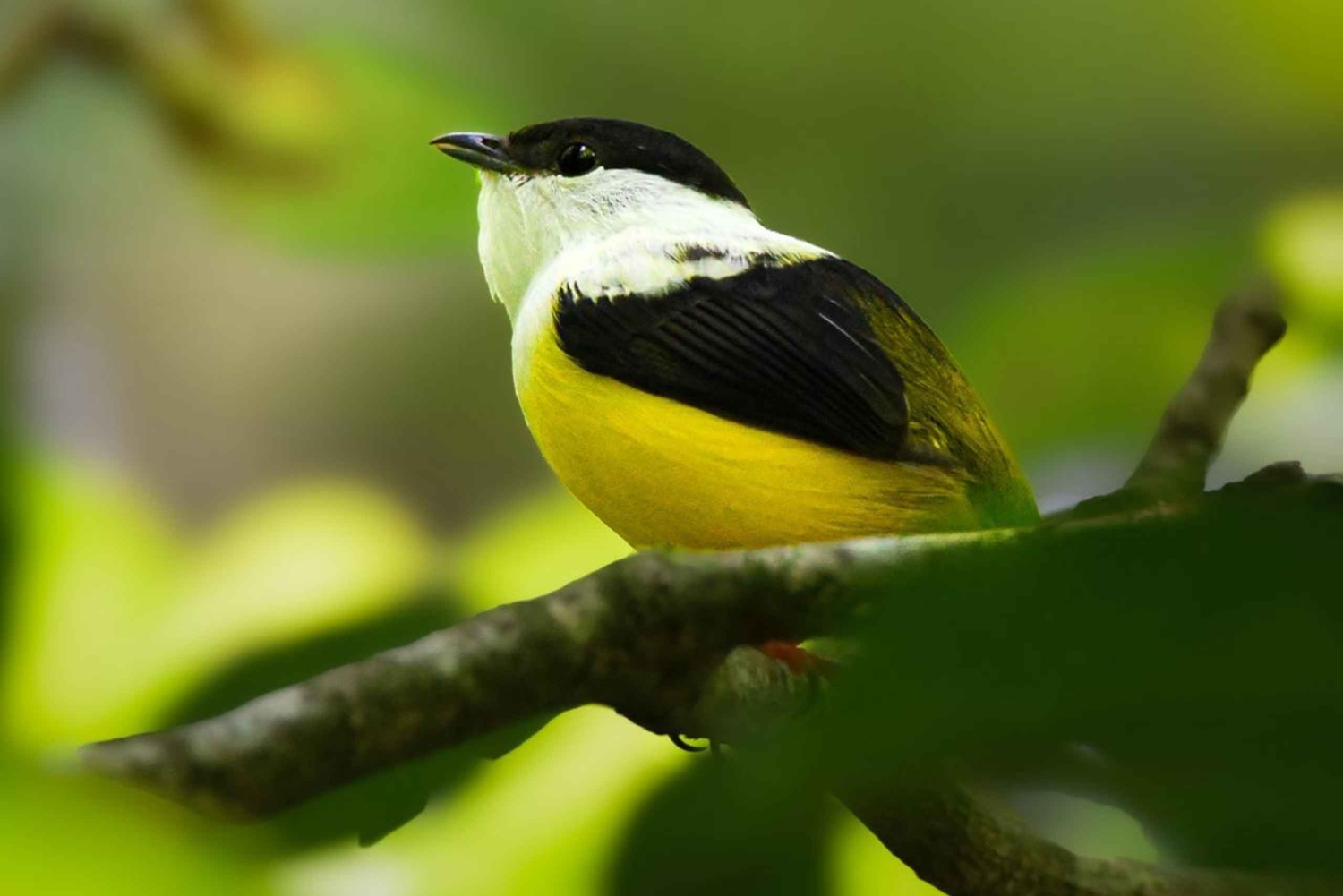 Bijagua: Birdwatching and Photography Tour