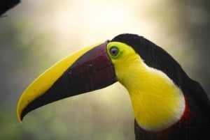 Bijagua: Birdwatching and Photography Tour