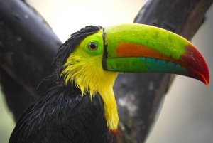 Bijagua: Birdwatching and Photography Tour