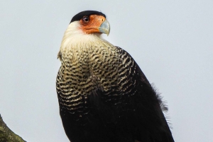 Bijagua: Birdwatching and Photography Tour