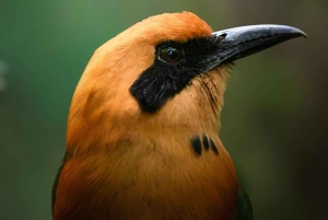 Bijagua: Birdwatching and Photography Tour