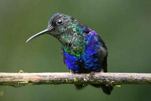 Bijagua: Birdwatching and Photography Tour
