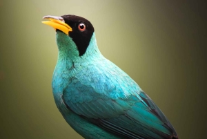 Bijagua: Birdwatching and Photography Tour