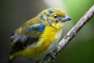 Bijagua: Birdwatching and Photography Tour