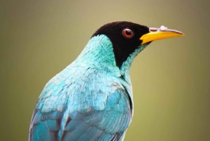 Bijagua: Birdwatching and Photography Tour