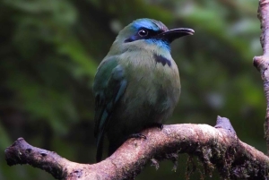 Bijagua: Birdwatching and Photography Tour