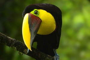 Bijagua: Birdwatching and Photography Tour