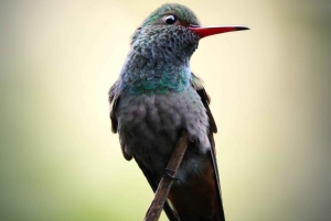 Bijagua: Birdwatching and Photography Tour