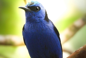 Bijagua: Birdwatching and Photography Tour