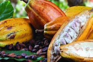 Bijagua: Cacao & Pineapple Farm Tour with Tastings