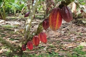 Bijagua: Cacao & Pineapple Farm Tour with Tastings