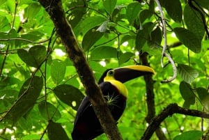 Bijagua de Upala: Rainforest, sloths, birds and fun to the max.