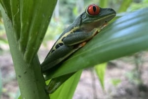 Bijagua de Upala: Rainforest, sloths, birds and fun to the max.