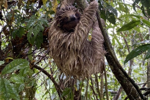 Bijagua de Upala: Bosque lluvioso, perezosos, aves y diversión al máximo