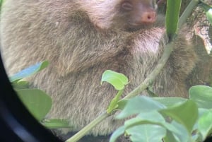 Bijagua de Upala: Bosque lluvioso, perezosos, aves y diversión al máximo