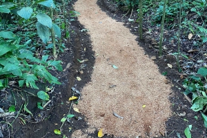 Bijagua de Upala: Bosque lluvioso, perezosos, aves y diversión al máximo