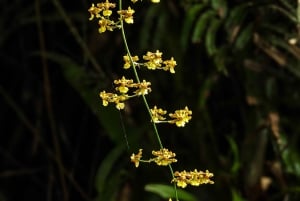 Bijagua de Upala: Bosque lluvioso, perezosos, aves y diversión al máximo