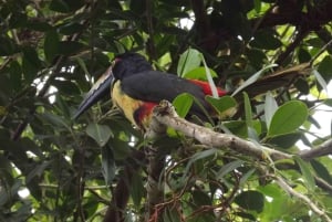 Bijagua: Tour en Kayak y Senderos en Bosque Tropical