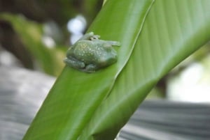 Bijagua: Tour en Kayak y Senderos en Bosque Tropical