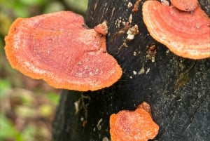 Bijagua: Tour en Kayak y Senderos en Bosque Tropical