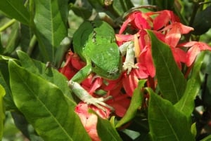 Bijagua: Tour en Kayak y Senderos en Bosque Tropical