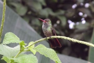 Bijagua: Tour en Kayak y Senderos en Bosque Tropical