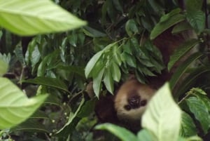 Bijagua: Tour en Kayak y Senderos en Bosque Tropical
