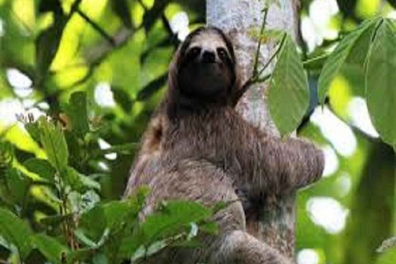 ビハグア：セルフドライブで行く熱帯雨林のナマケモノとの出会い＆農場ツアー