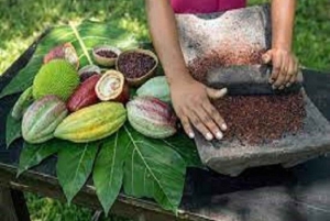 ビハグア：セルフドライブで行く熱帯雨林のナマケモノとの出会い＆農場ツアー