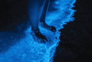 Visite nocturne avec masque et tuba à partir de la plage de Pochote