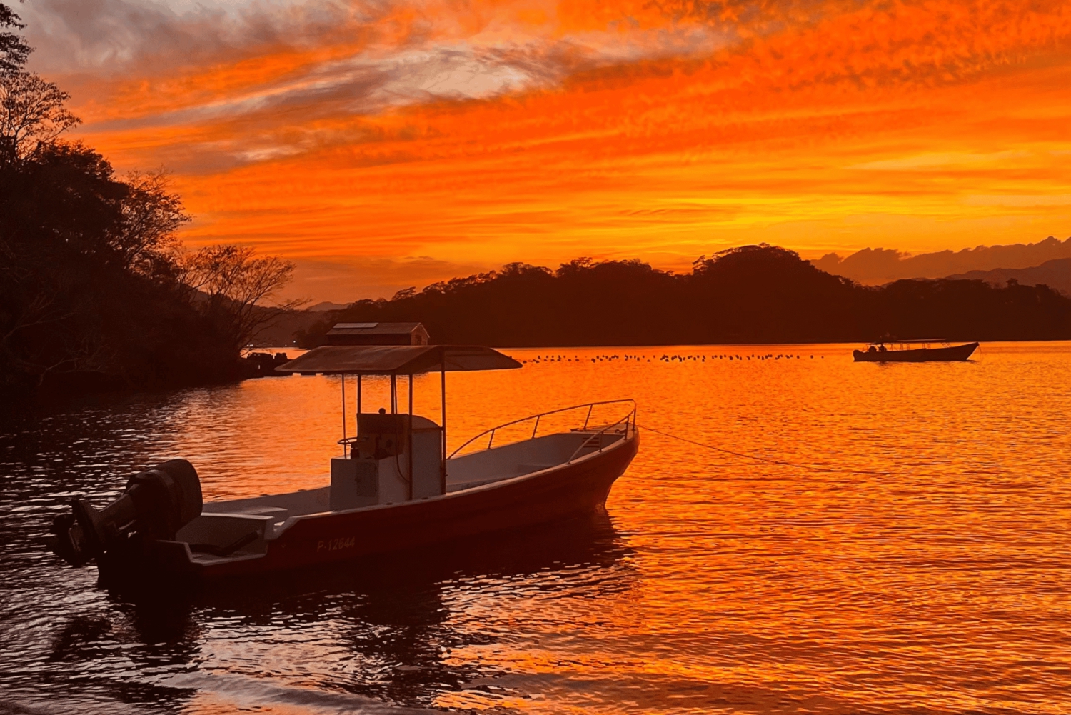 Bioluminescence Tour; Speedboat, Camping (From San José)