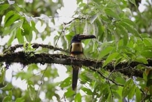 Observação de pássaros no Rainforest Adventures Braulio Carrillo