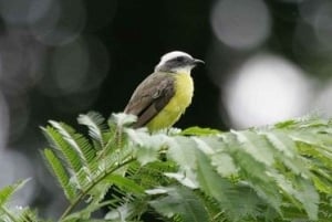 Vogelkijktocht bij Rainforest Adventures Braulio Carrillo