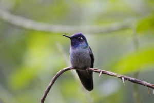 Lintujen tarkkailukierros Rainforest Adventures Braulio Carrillossa