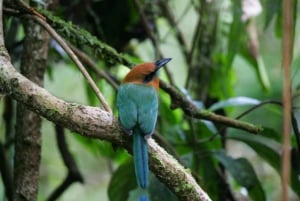Fågelskådningstur på Rainforest Adventures Braulio Carrillo