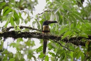 Fågelskådningstur på Rainforest Adventures Braulio Carrillo