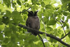 Fågelskådningstur på Rainforest Adventures Braulio Carrillo